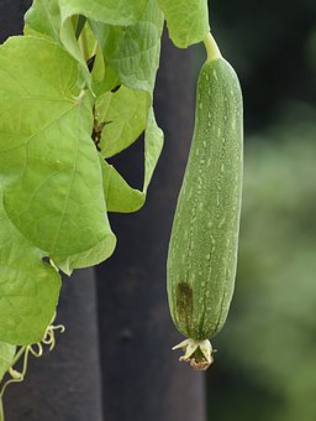 luffa and ibs