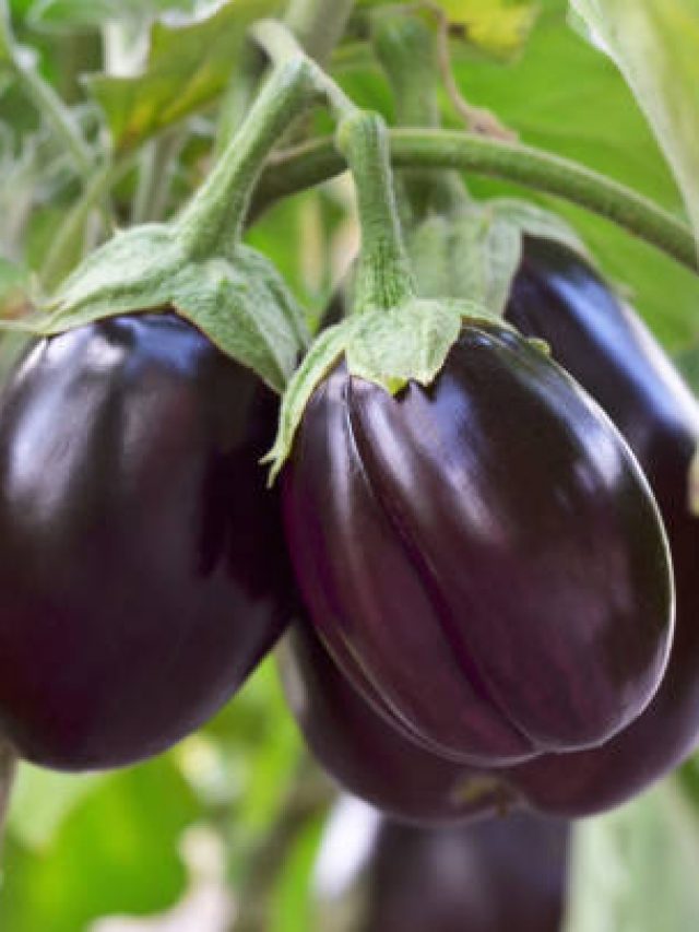 Why brinjal/Eggplant is not good in Irritable Bowel Syndrome? - IBS DEETS