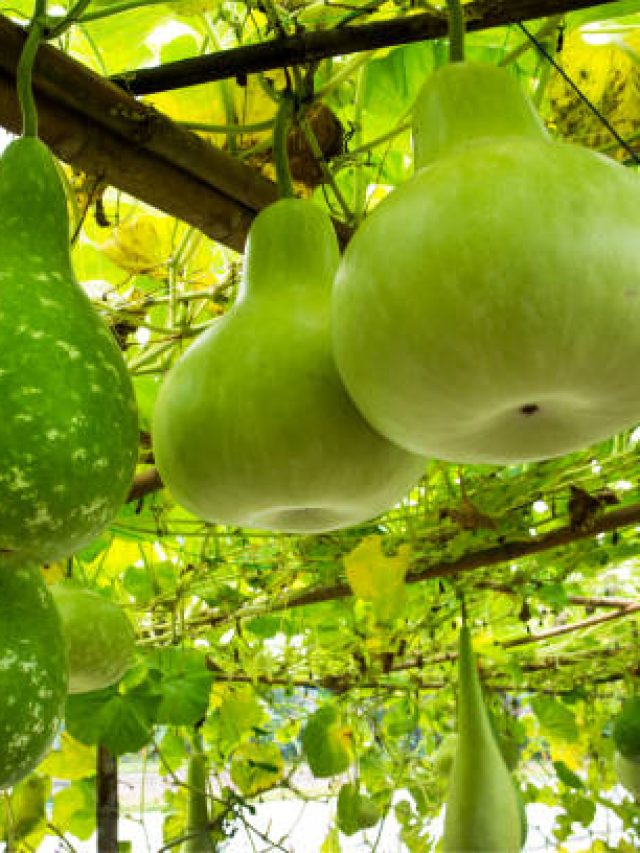 bottle gourd