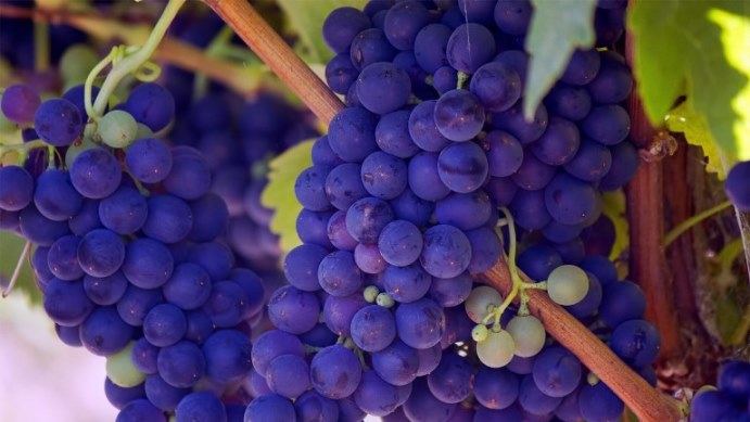 Grapes are good in Irritable Bowel Syndrome